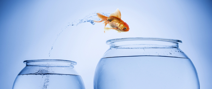 i-9 form A goldfish jumps from a bowl to another bowl.