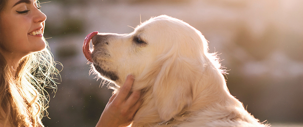 Featured Image for Should You Accommodate Service Animals in the Workplace?